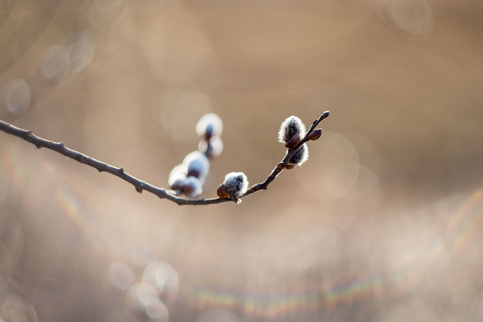 Canon EF 35-80mm f/4-5.6 sample photo. * photography