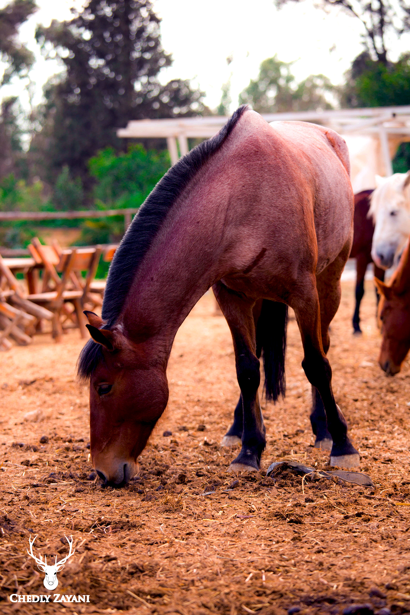 Canon EOS 6D + Canon EF 70-200mm F4L IS USM sample photo. The horse photography