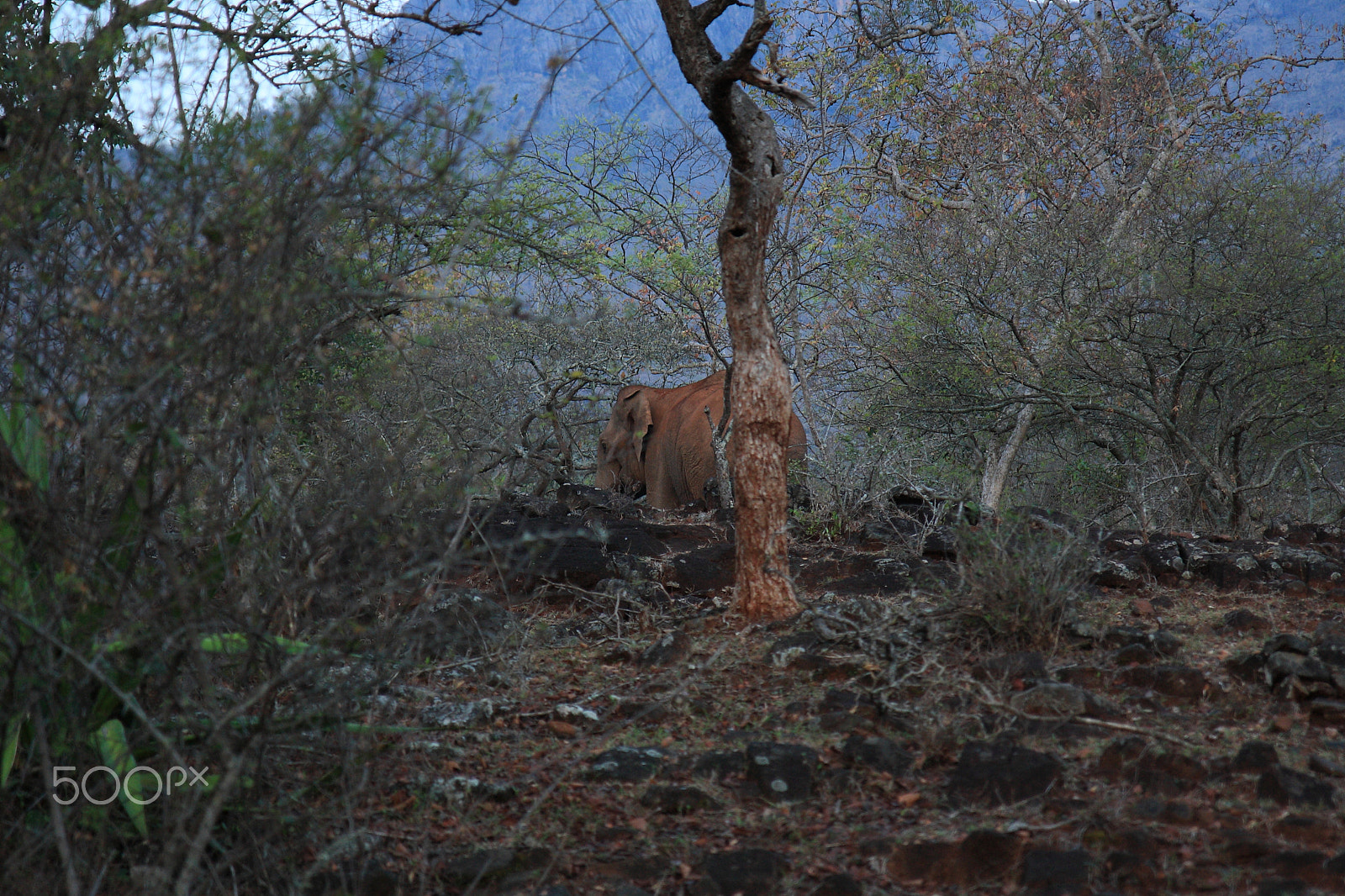 Canon EOS 1000D (EOS Digital Rebel XS / EOS Kiss F) sample photo. Masinagudi wildlife 2 photography