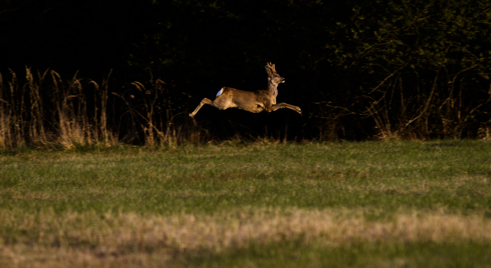 Canon EOS 7D Mark II sample photo. Flying like a bird photography