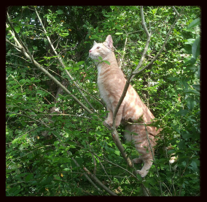 Samsung Galaxy S2 LTE sample photo. Cats at the bar: saffy lord of the trees! photography
