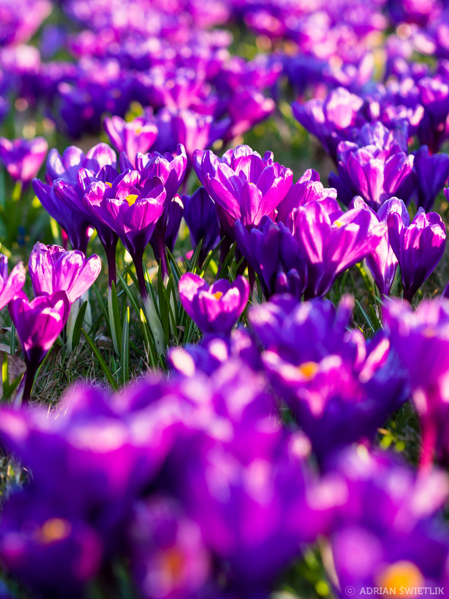 Olympus OM-D E-M10 II sample photo. Purple crocuses photography