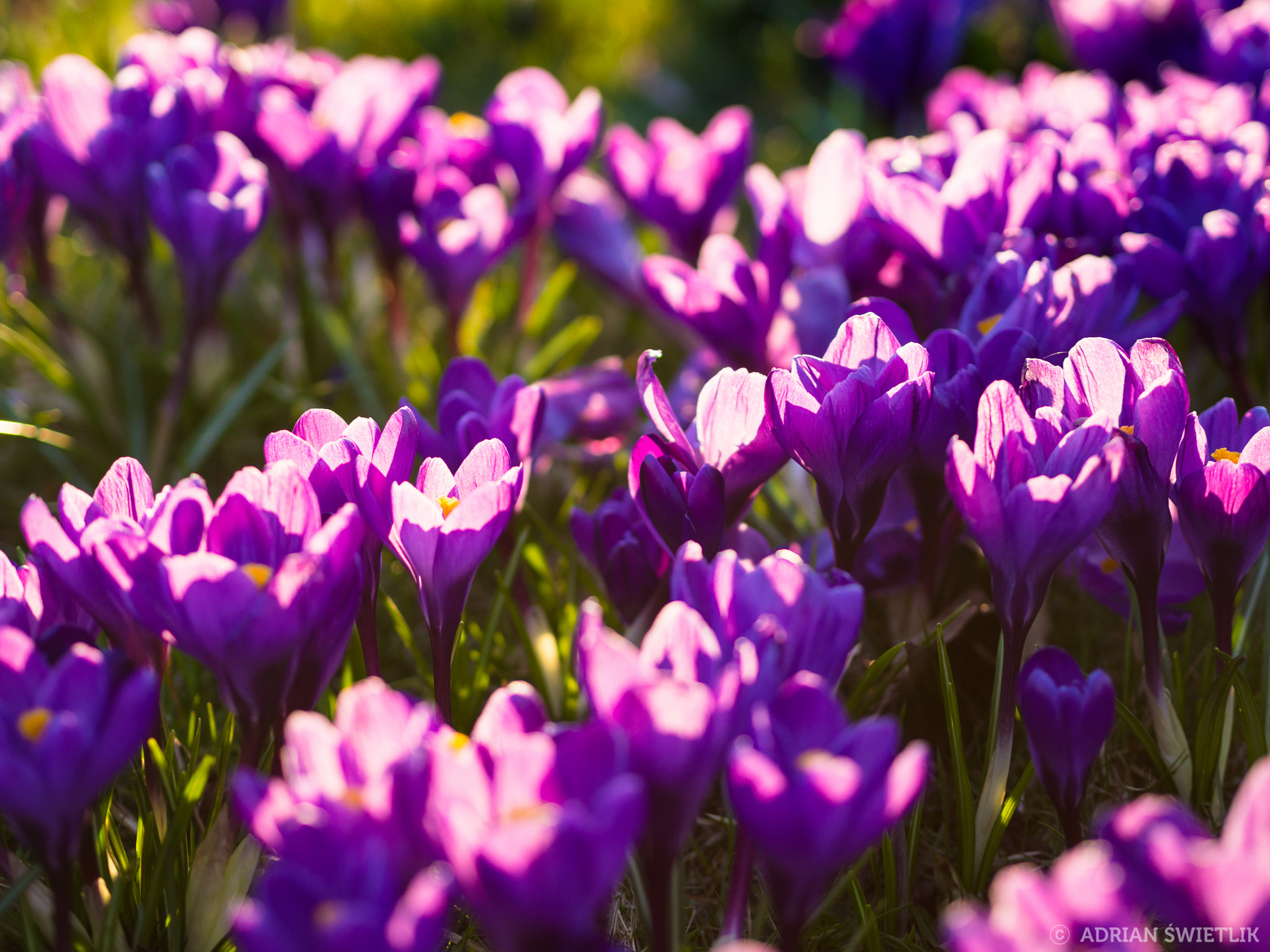 Olympus OM-D E-M10 II sample photo. Purple crocuses photography