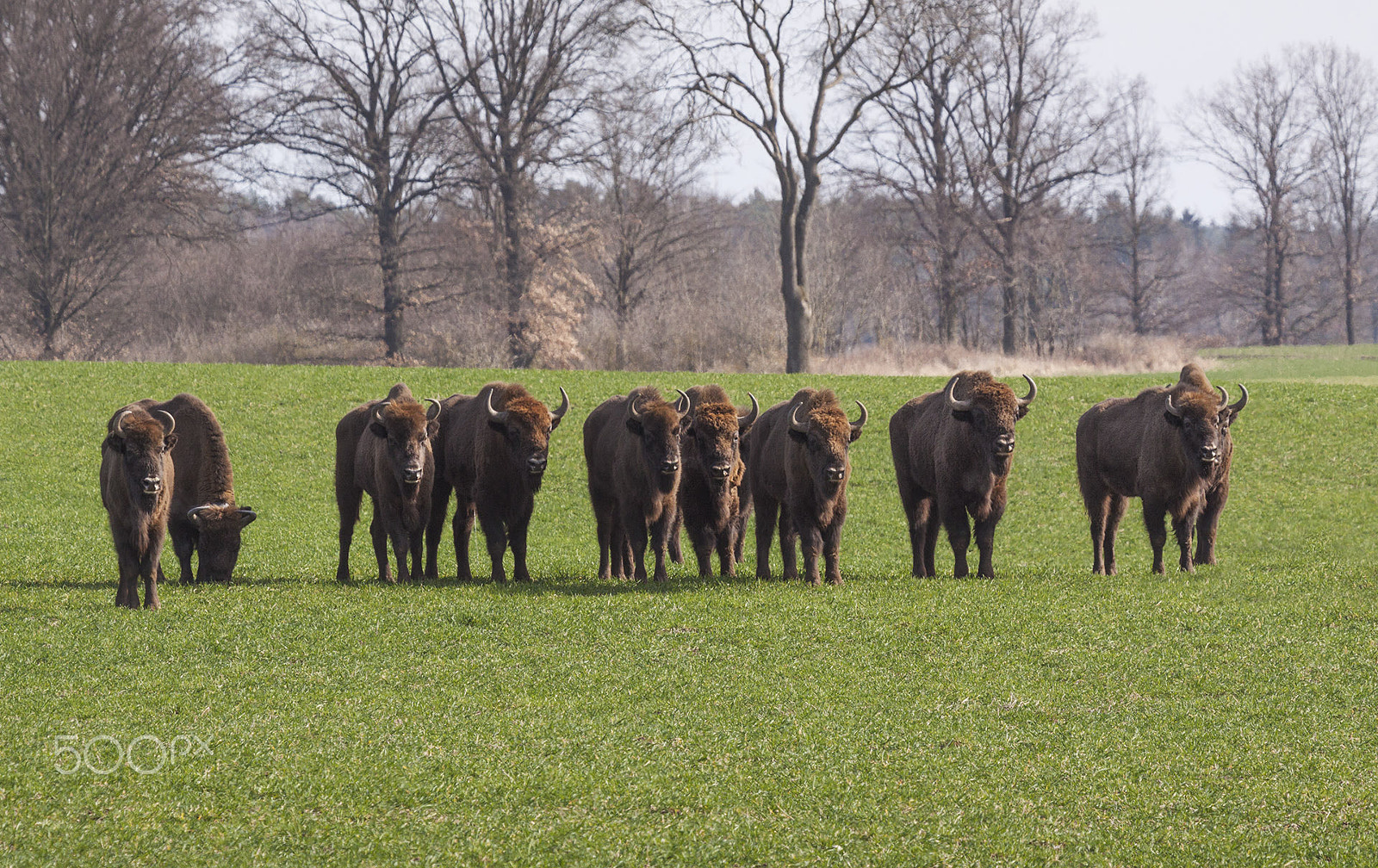 Canon EOS 50D + Canon EF 100-400mm F4.5-5.6L IS USM sample photo. Bison photography