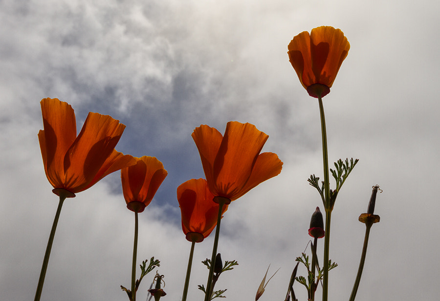 Canon EOS 7D sample photo. A vista de gnomo photography