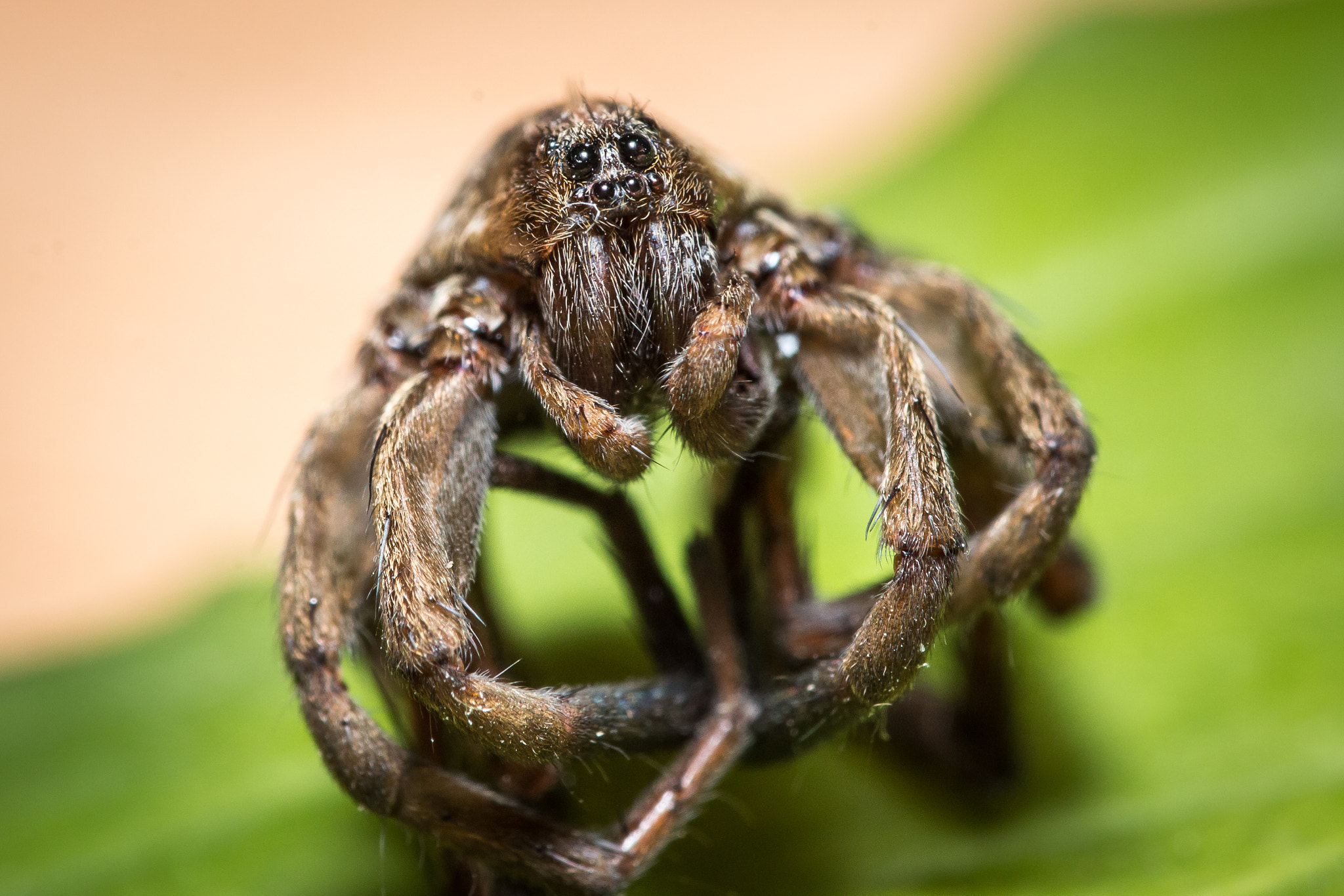 Canon EOS 70D + Sigma 105mm F2.8 EX DG OS HSM sample photo. Spiderman 2 photography