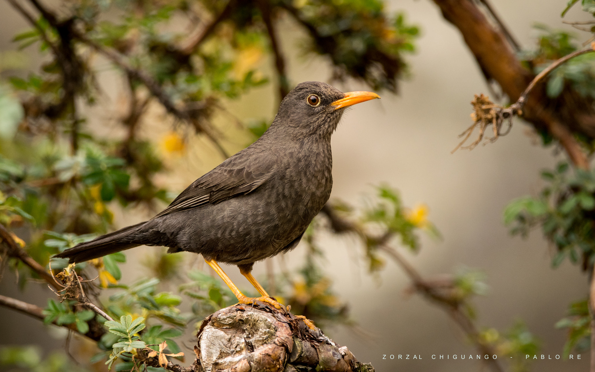 Nikon D3300 + Sigma 150-600mm F5-6.3 DG OS HSM | C sample photo. Zorzal chiguanco photography