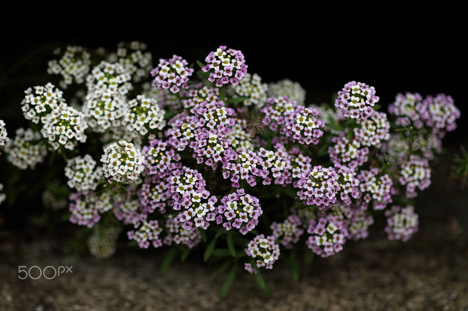 Fujifilm XF 90mm F2 R LM WR sample photo. Tiny flowers photography