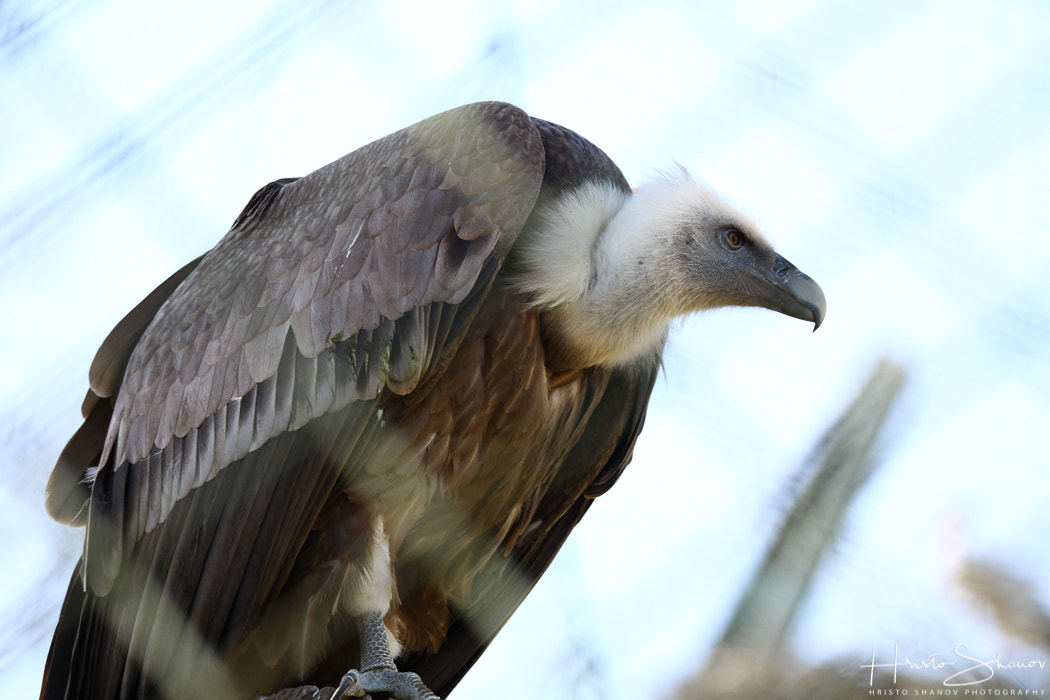 Tamron SP 150-600mm F5-6.3 Di VC USD sample photo. Bird photography