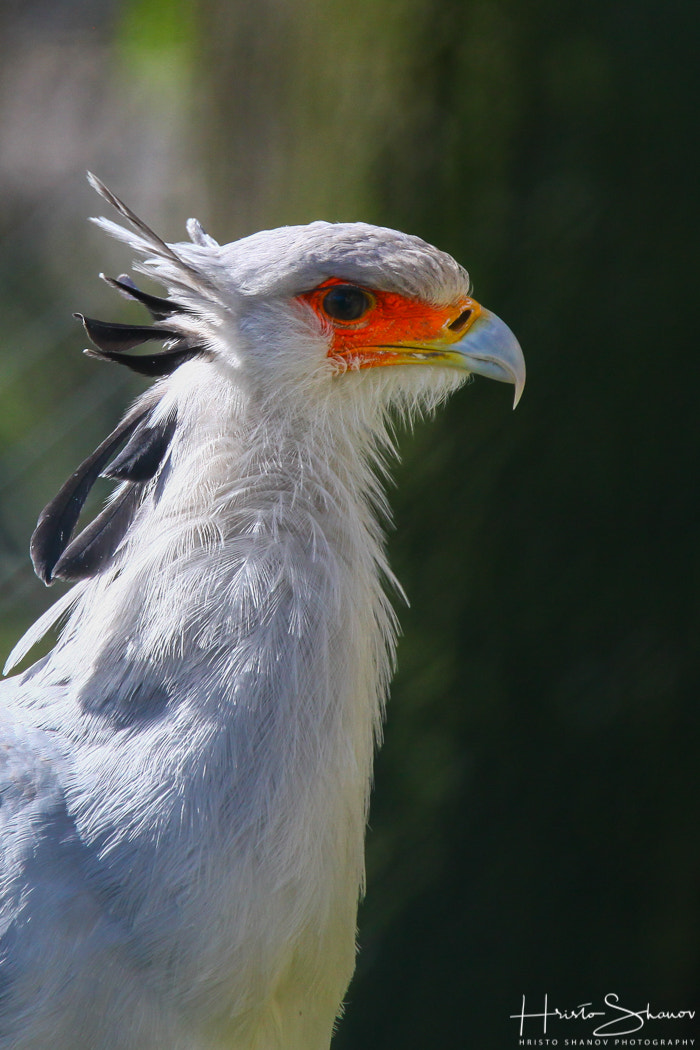 Tamron SP 150-600mm F5-6.3 Di VC USD sample photo. Bird photography
