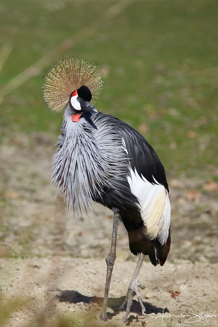 Tamron SP 150-600mm F5-6.3 Di VC USD sample photo. Bird photography