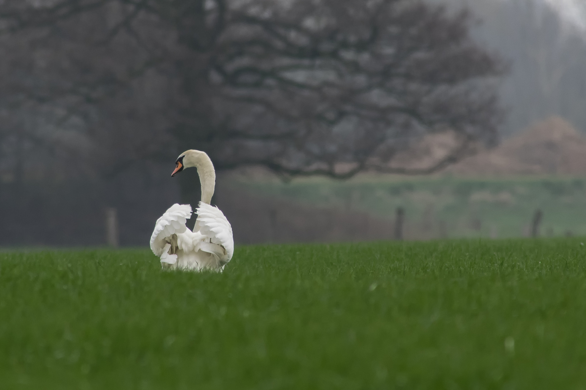 Canon EF 300mm F4L IS USM sample photo. Schwan photography
