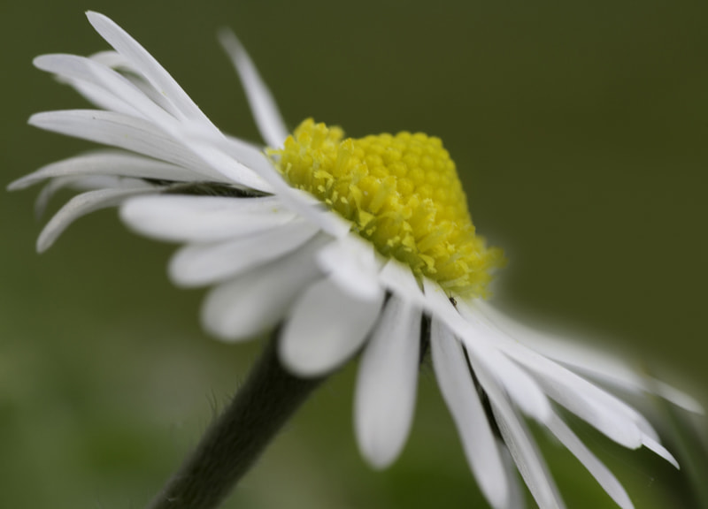 Canon EOS 7D + Sigma 105mm F2.8 EX DG OS HSM sample photo. Marguerite photography