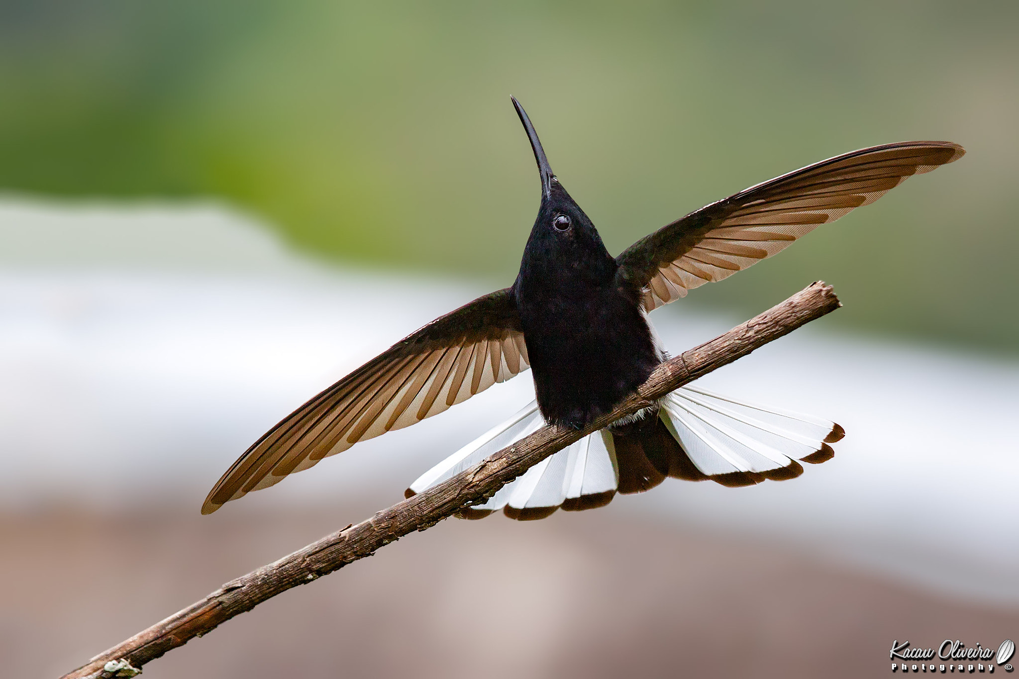 Canon EOS 50D + Canon EF 70-200mm F4L IS USM sample photo. Black jacobin - florisuga fusca photography