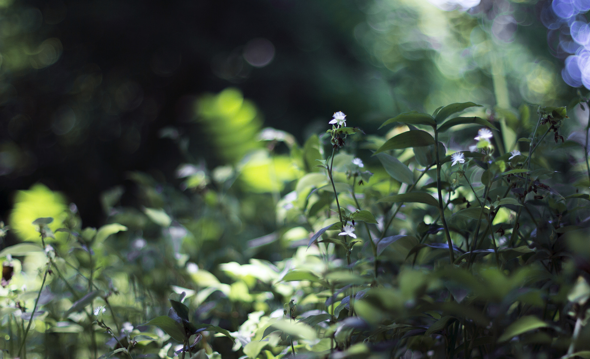 Canon EOS 60D + Canon EF 50mm F1.4 USM sample photo. Serra do bussaco photography