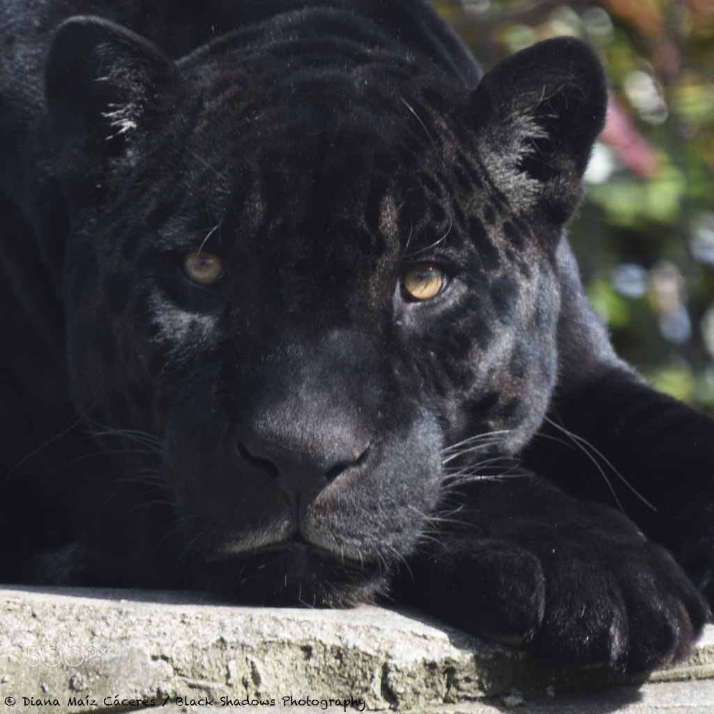 Nikon D500 + Sigma 80-400mm F4.5-5.6 EX OS sample photo. Zoo vincennes photography