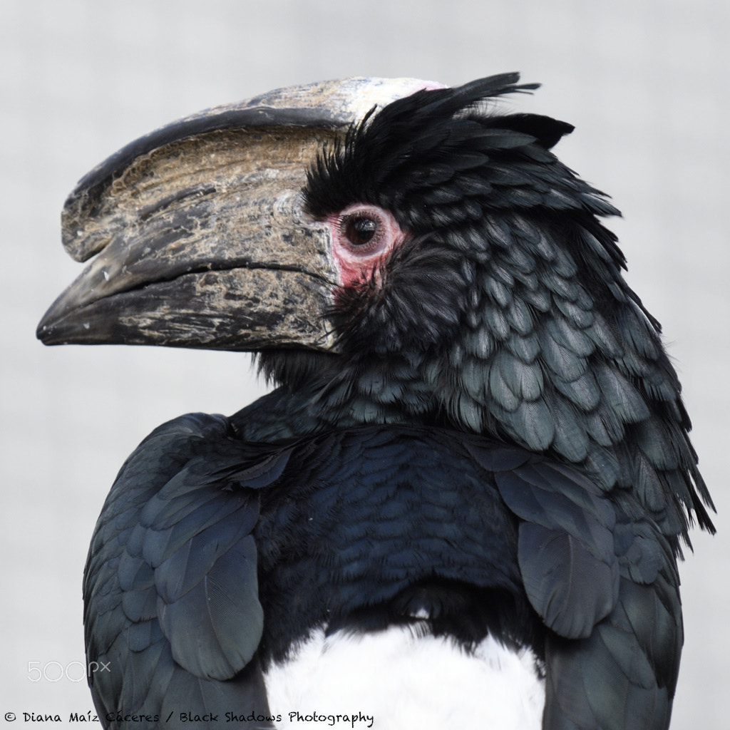 Nikon D500 + Sigma 80-400mm F4.5-5.6 EX OS sample photo. Zoo vincennes photography