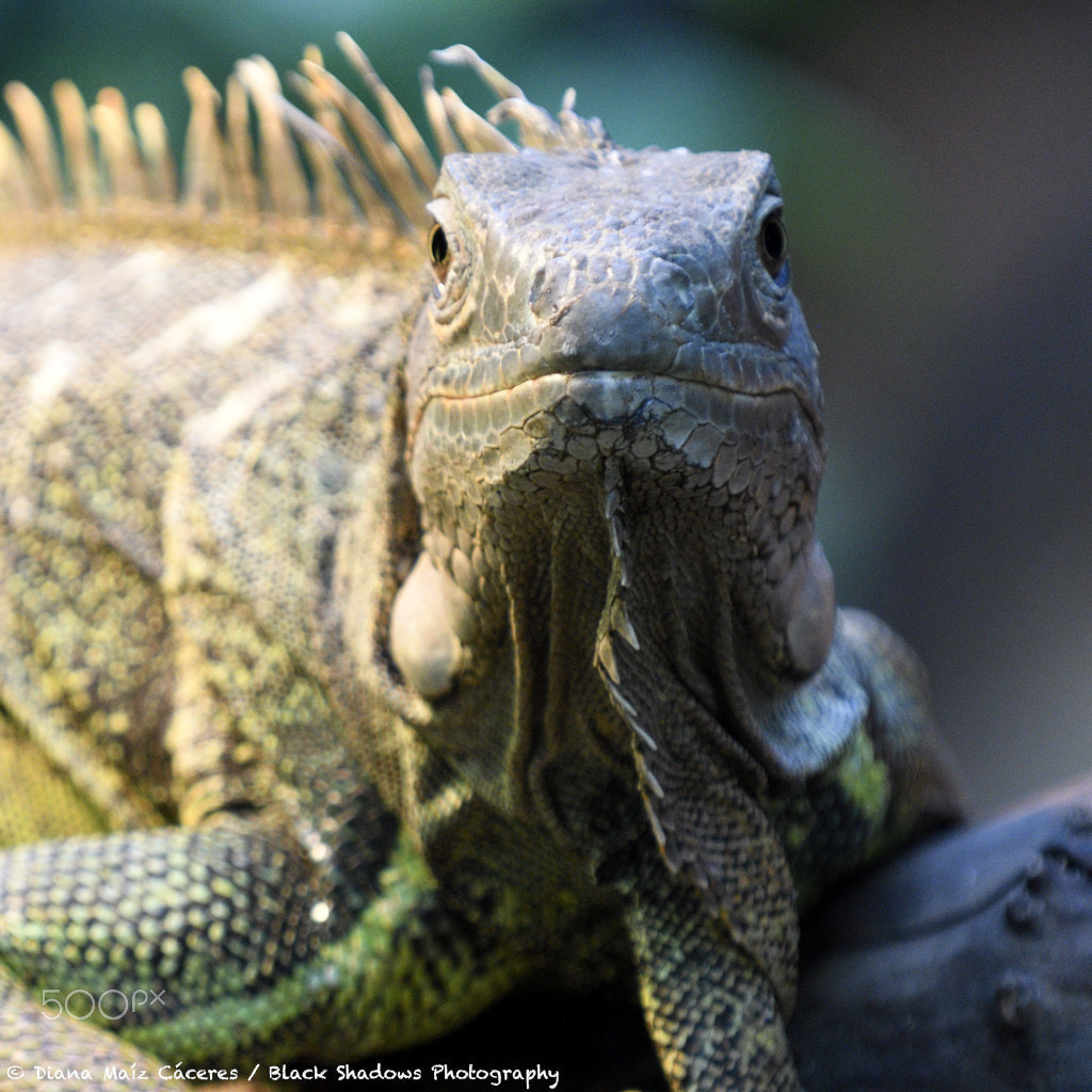 Sigma 80-400mm F4.5-5.6 EX OS sample photo. Zoo vincennes photography