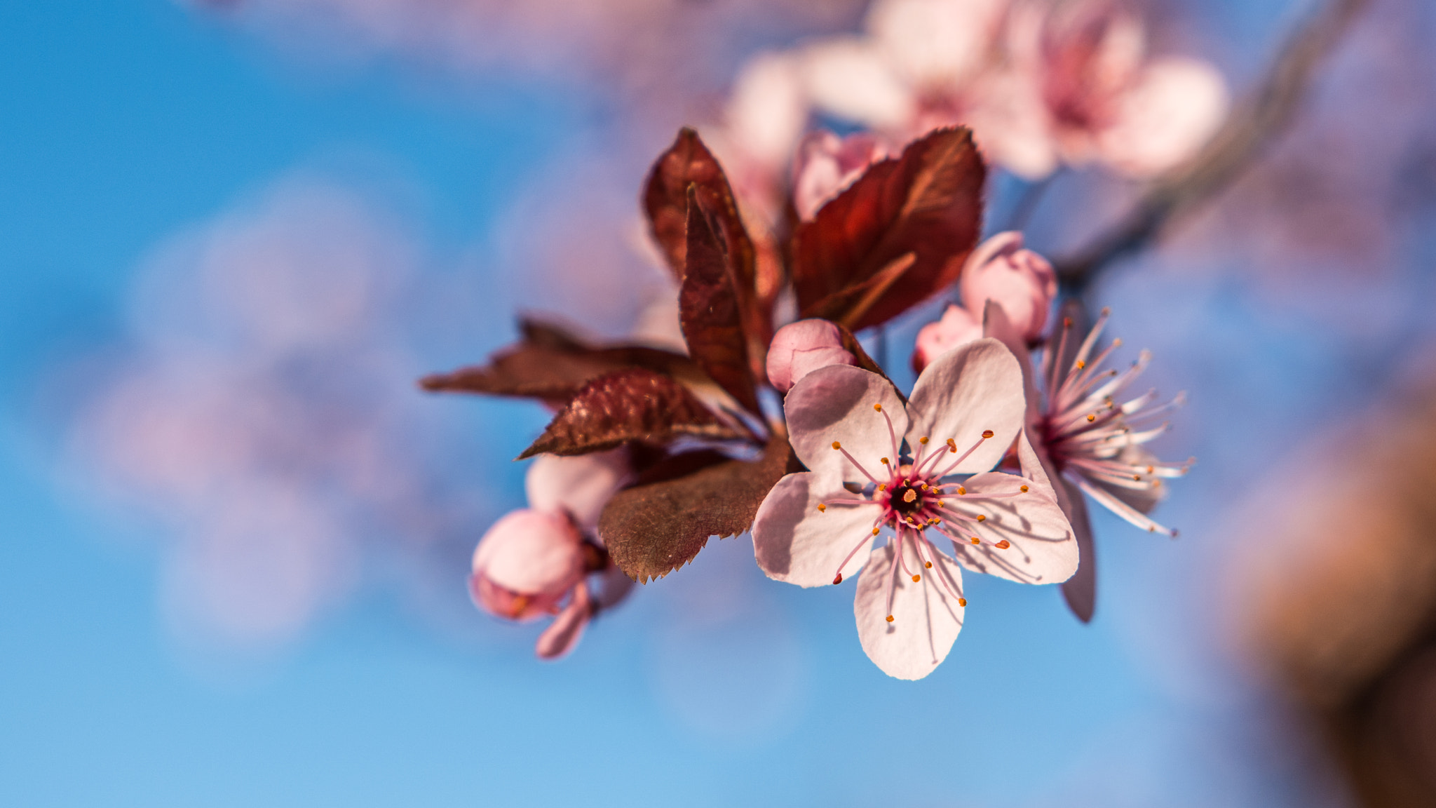 Nikon D7100 sample photo. Flower photography