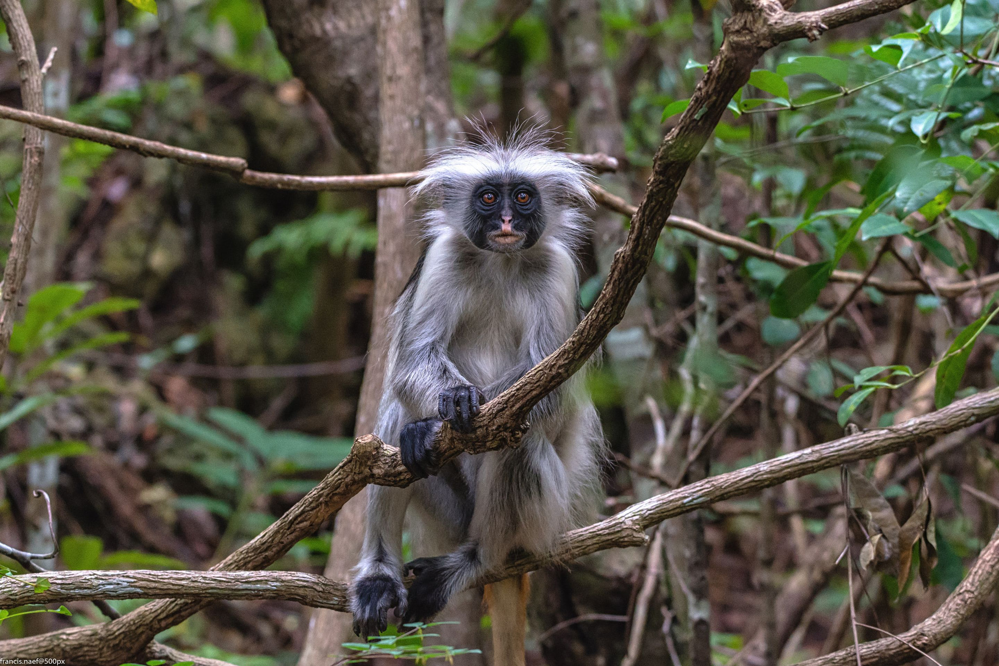 Nikon D800 + Sigma 150-600mm F5-6.3 DG OS HSM | S sample photo. Red colobus of zanzibar photography