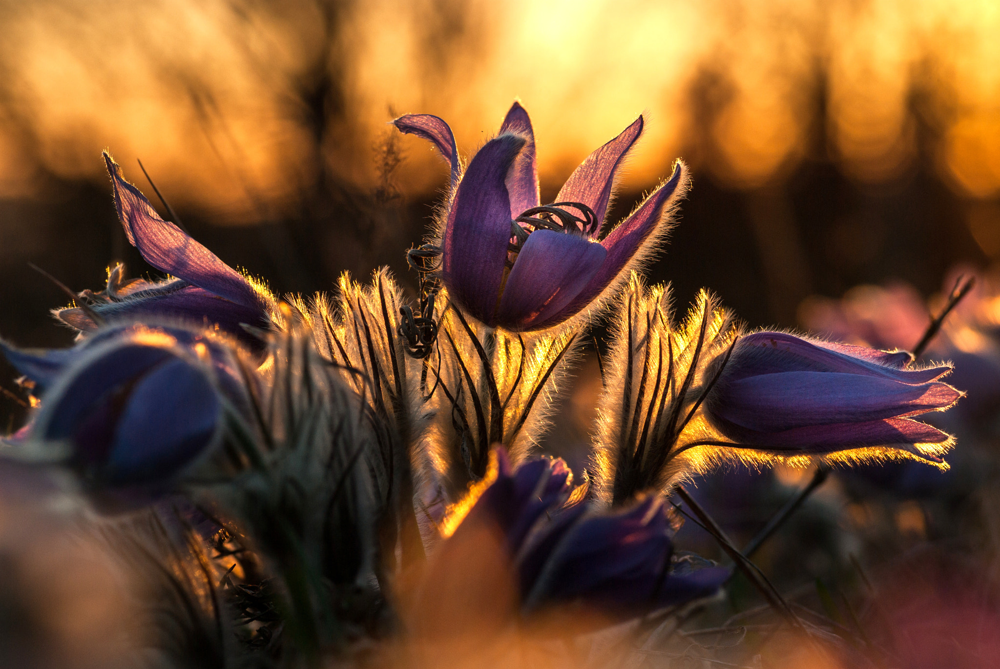 Pentax K10D sample photo. Pasqueflowers photography