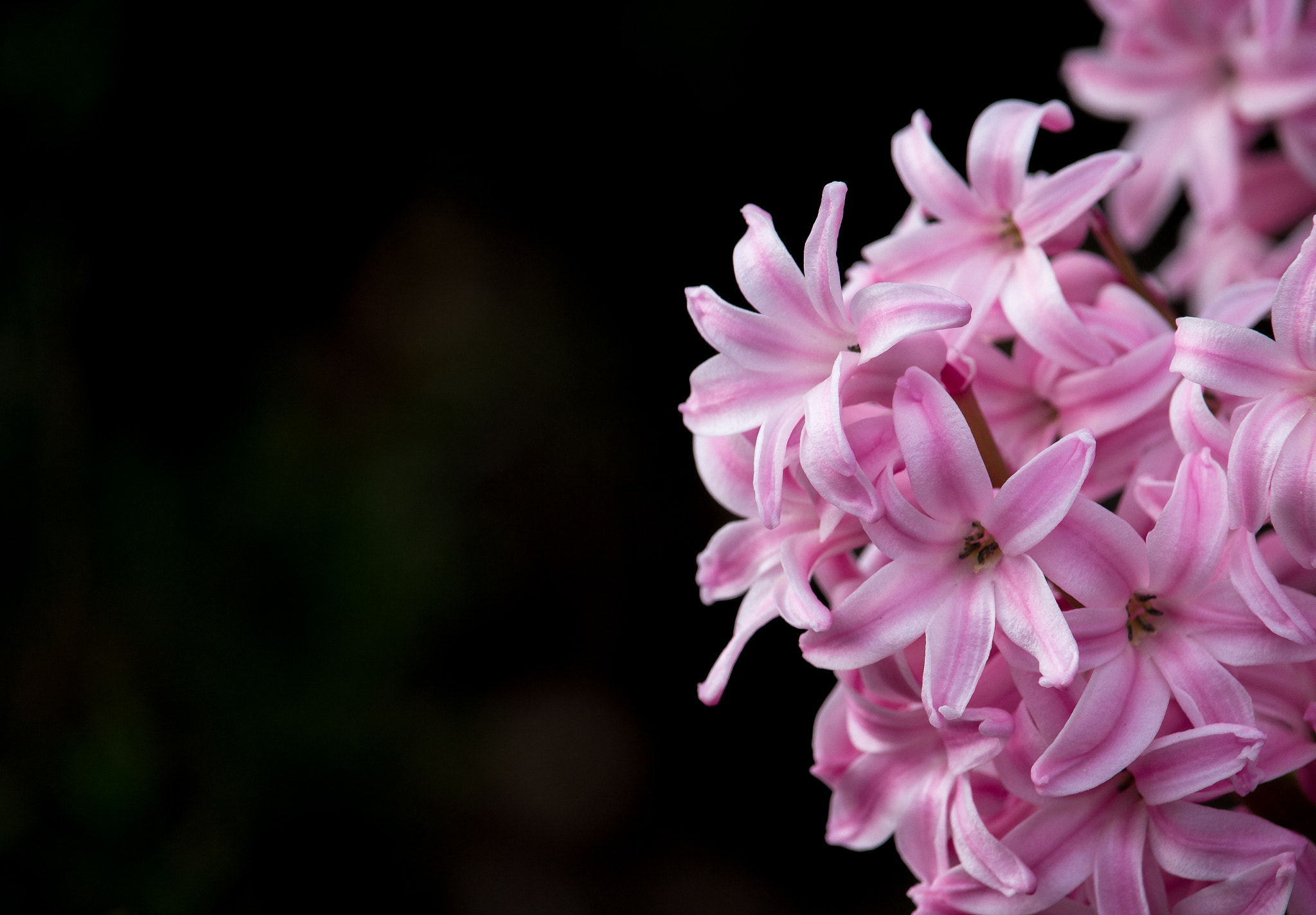 Canon EF-S 55-250mm F4-5.6 IS STM sample photo. Blossom 4 photography