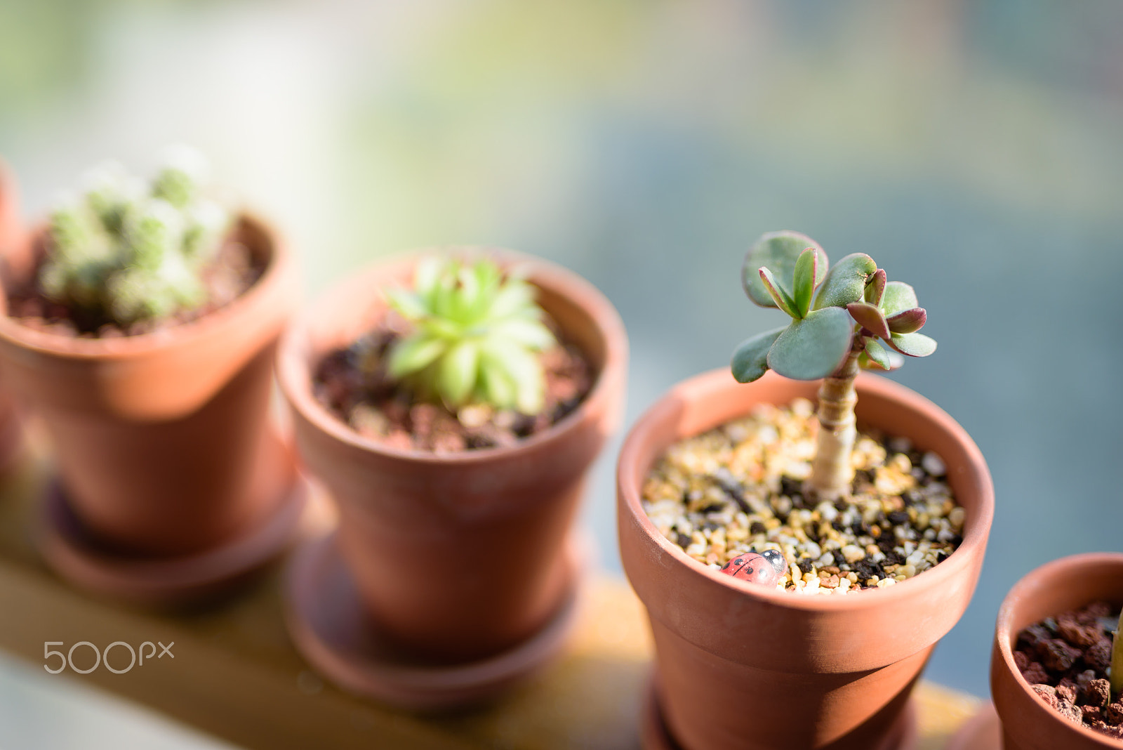 Sigma 50mm F1.4 DG HSM Art sample photo. Succulent plants photography