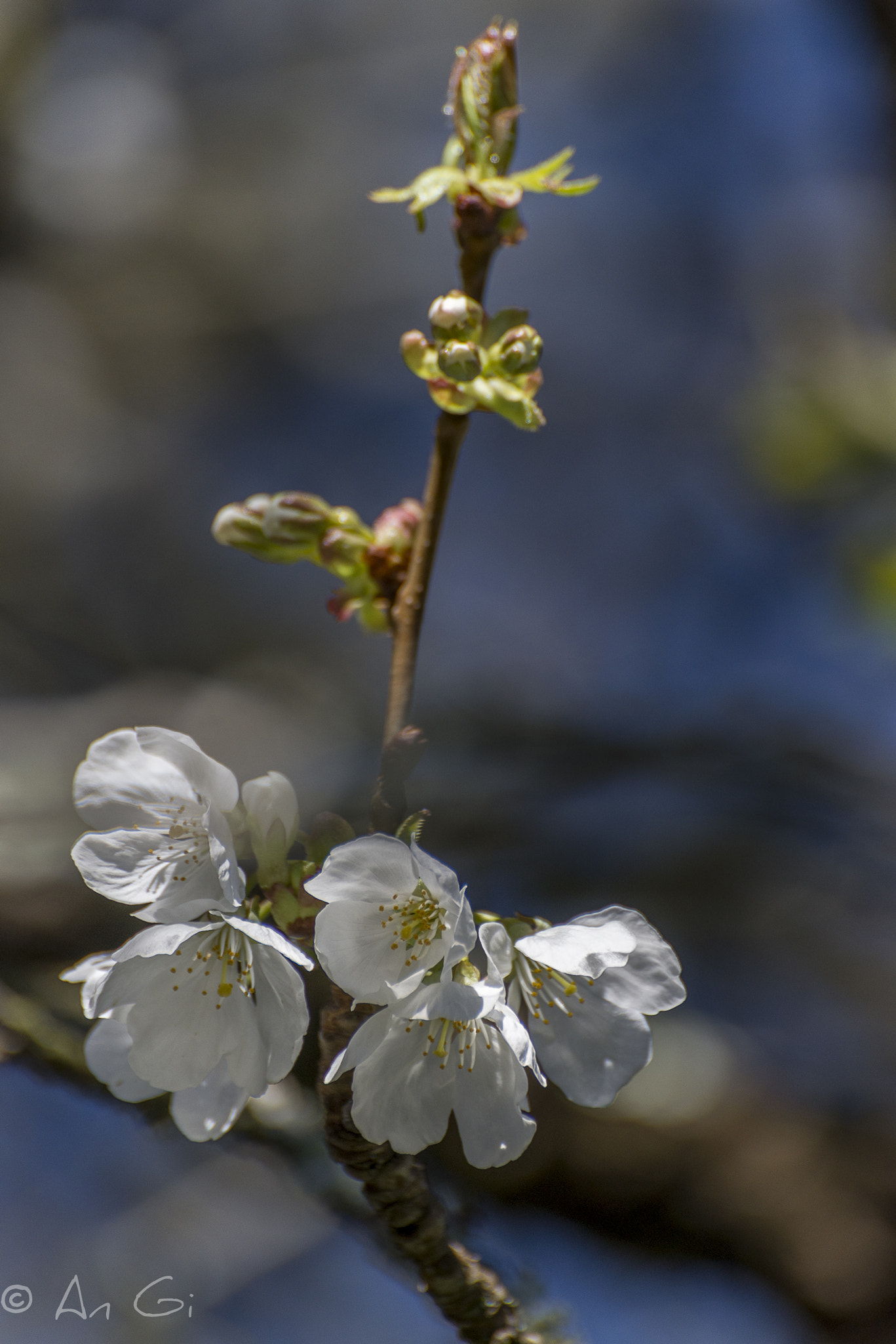 Nikon D600 sample photo. Fleurs cerisiers photography