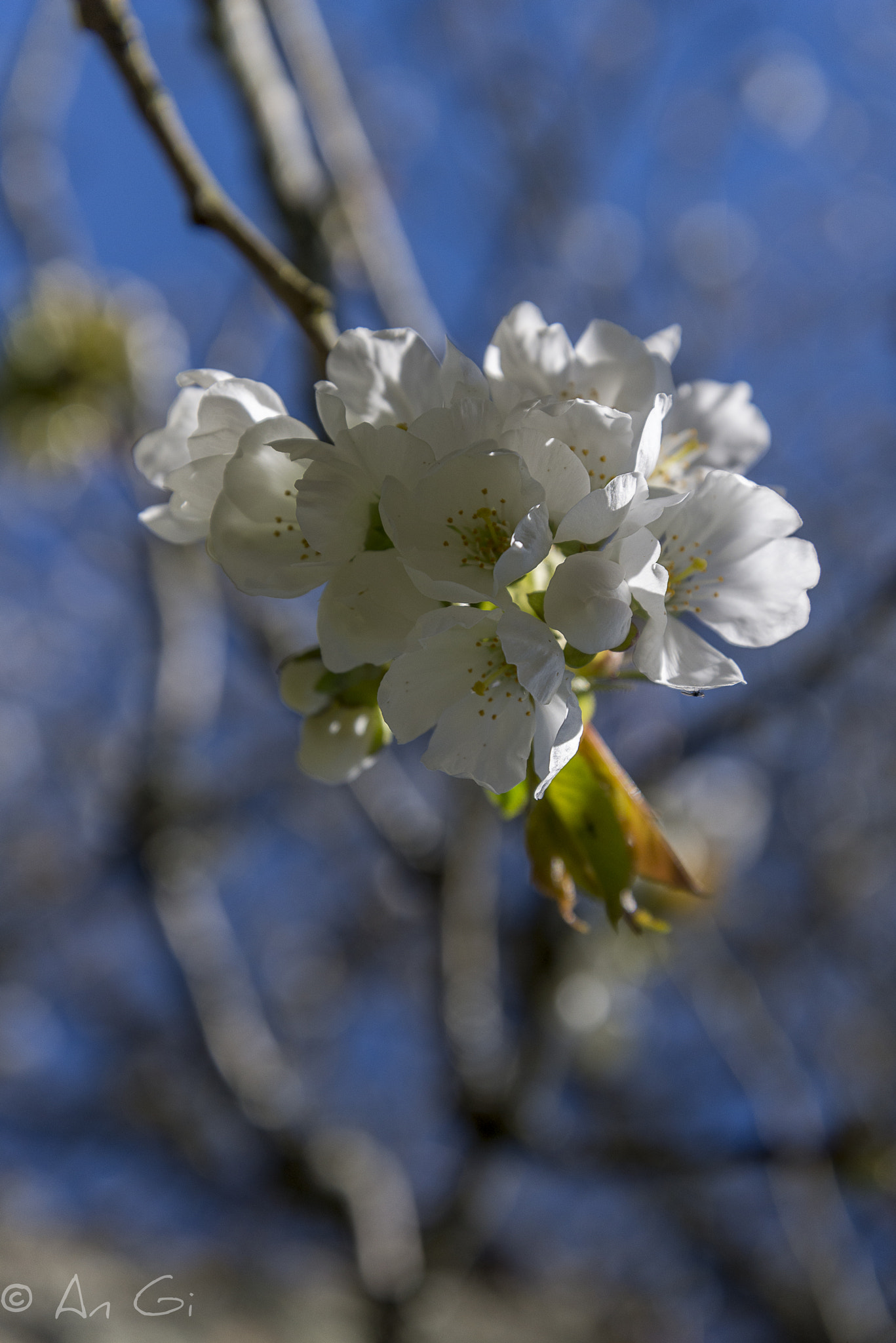 Nikon D600 sample photo. Fleurs cerisiers photography