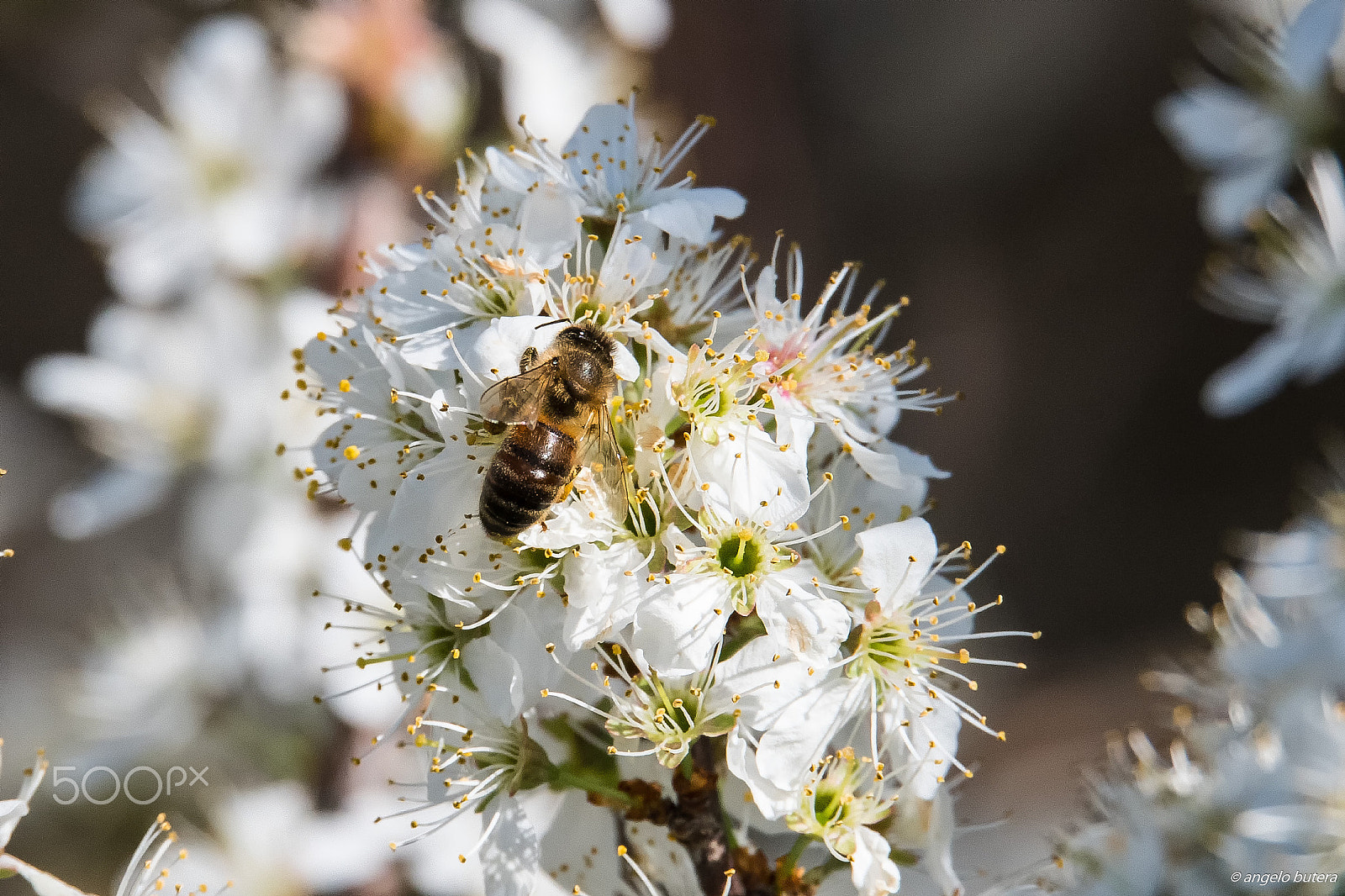 Sigma 150-600mm F5-6.3 DG OS HSM | S sample photo. Bianchissimo photography