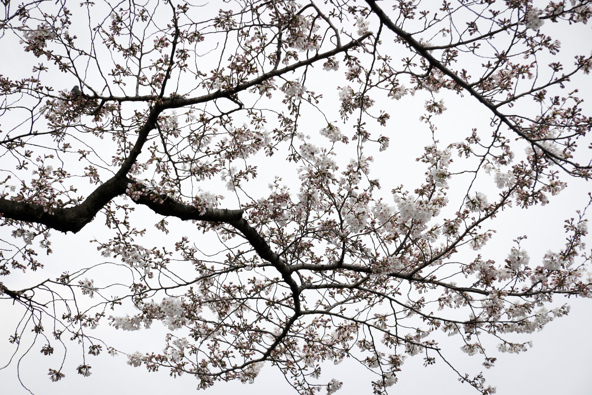 Canon EF-S 17-85mm F4-5.6 IS USM sample photo