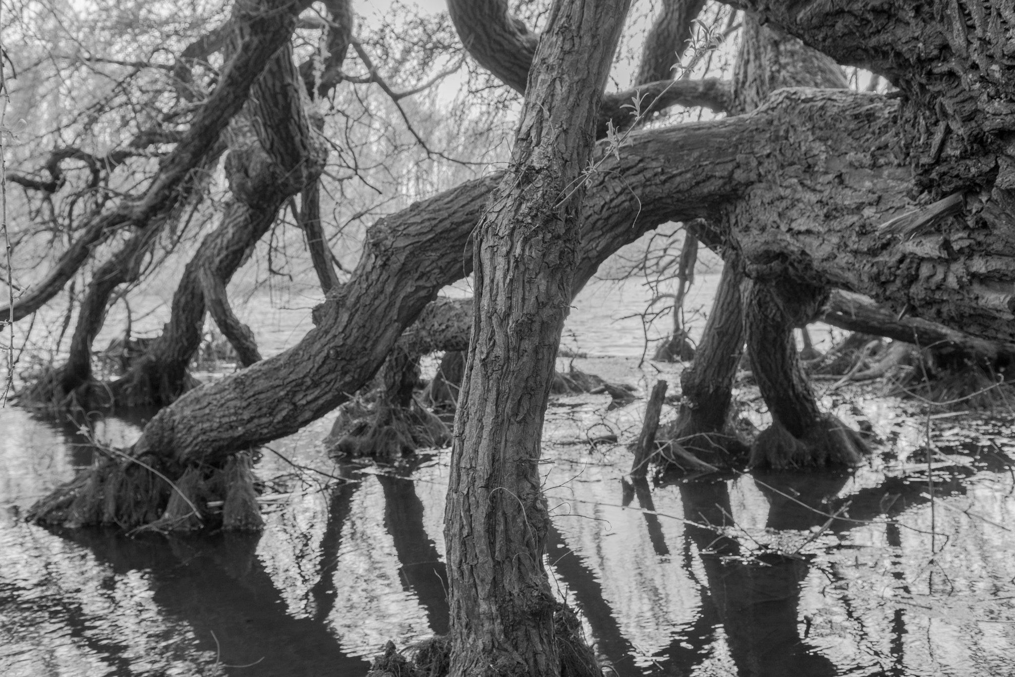 Nikon D7100 sample photo. Magic of the tree photography