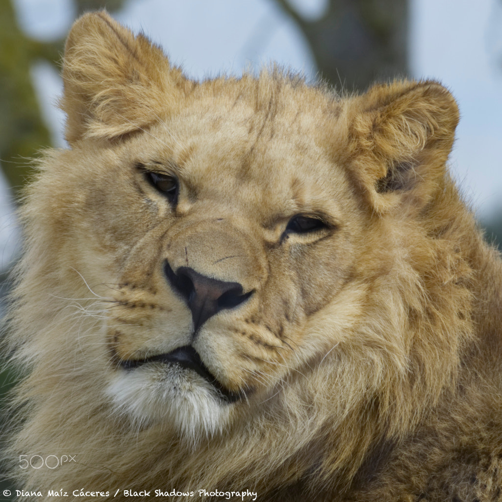 Olympus OM-D E-M1 Mark II sample photo. Zoo vincennes photography