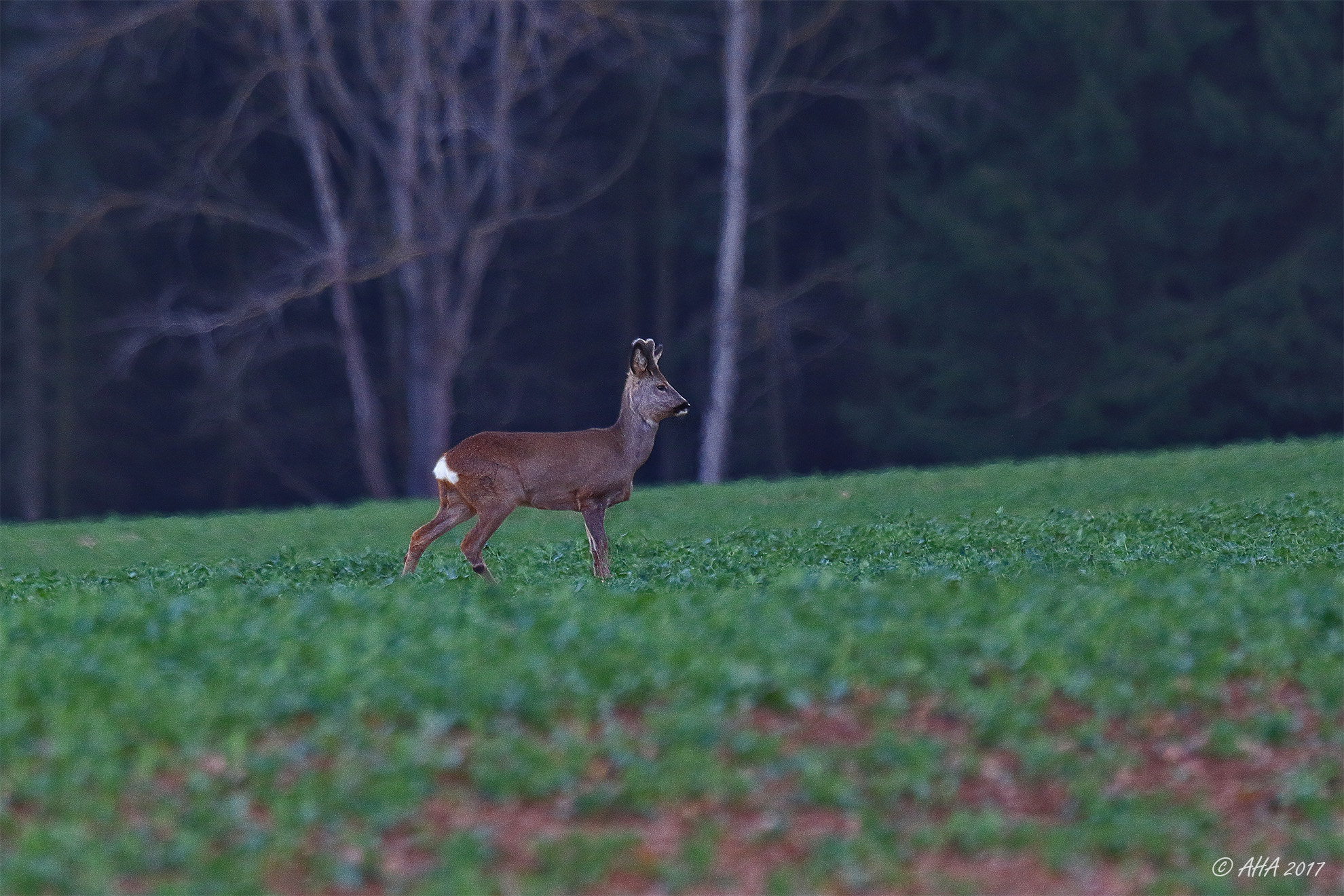 Canon EOS 7D Mark II + Canon EF 100-400mm F4.5-5.6L IS USM sample photo. Roebuck photography