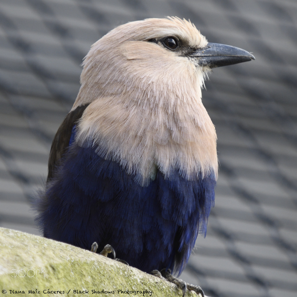 Sigma 80-400mm F4.5-5.6 EX OS sample photo. Zoo vincennes photography