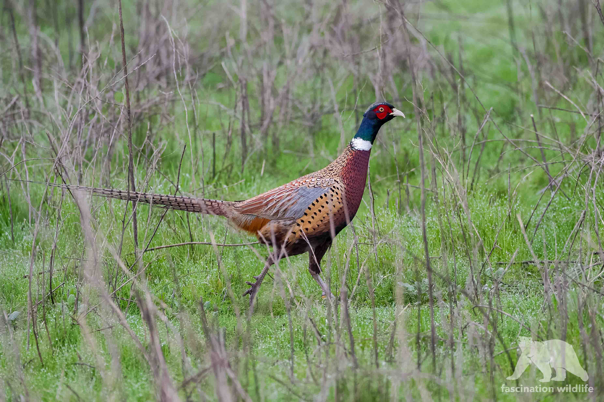 Sigma 150-600mm F5-6.3 DG OS HSM | S sample photo. Ring-necked pheasant photography