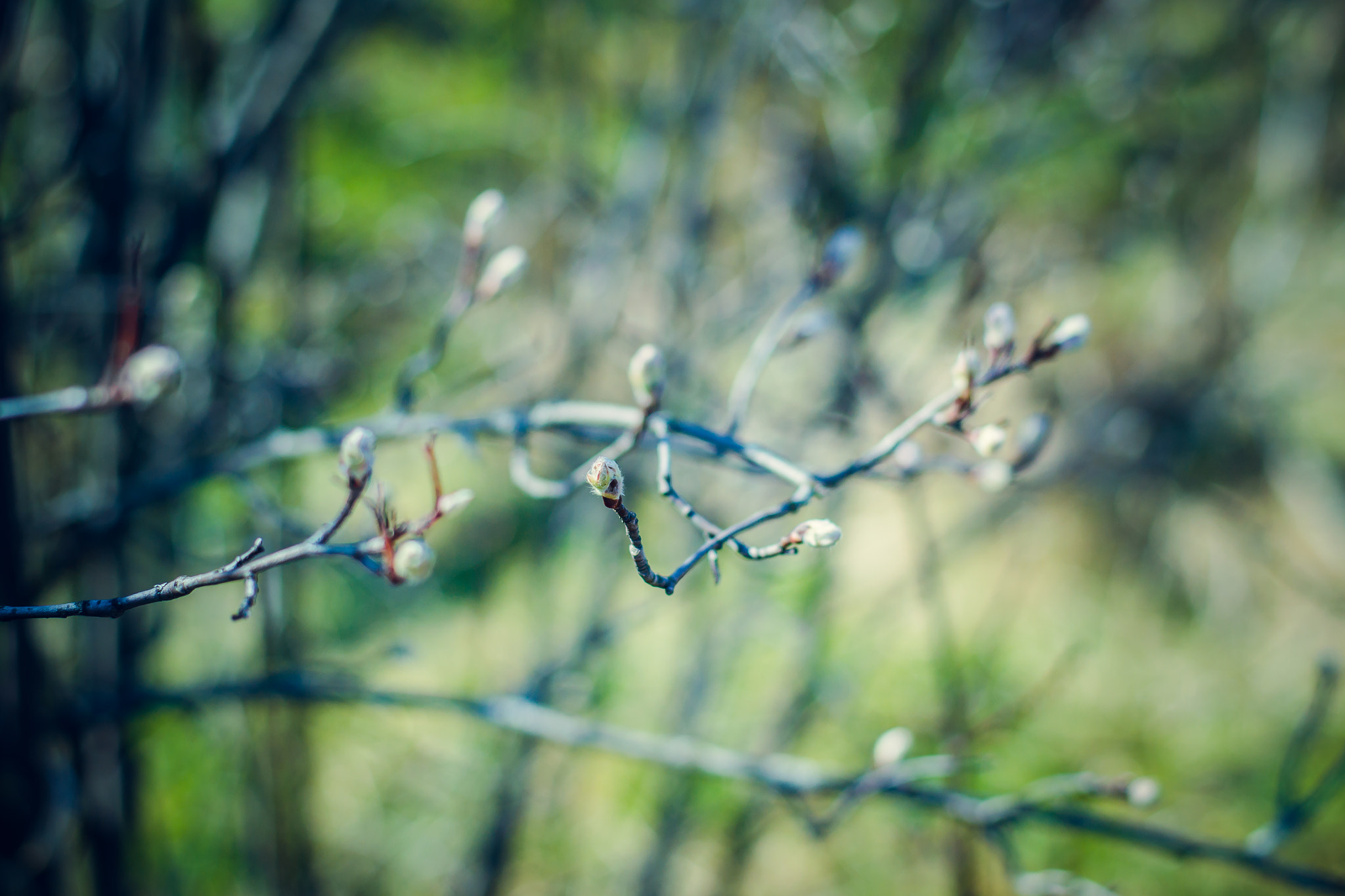 Nikon D3100 + Nikon AF-S Nikkor 50mm F1.8G sample photo. Fresh & green photography