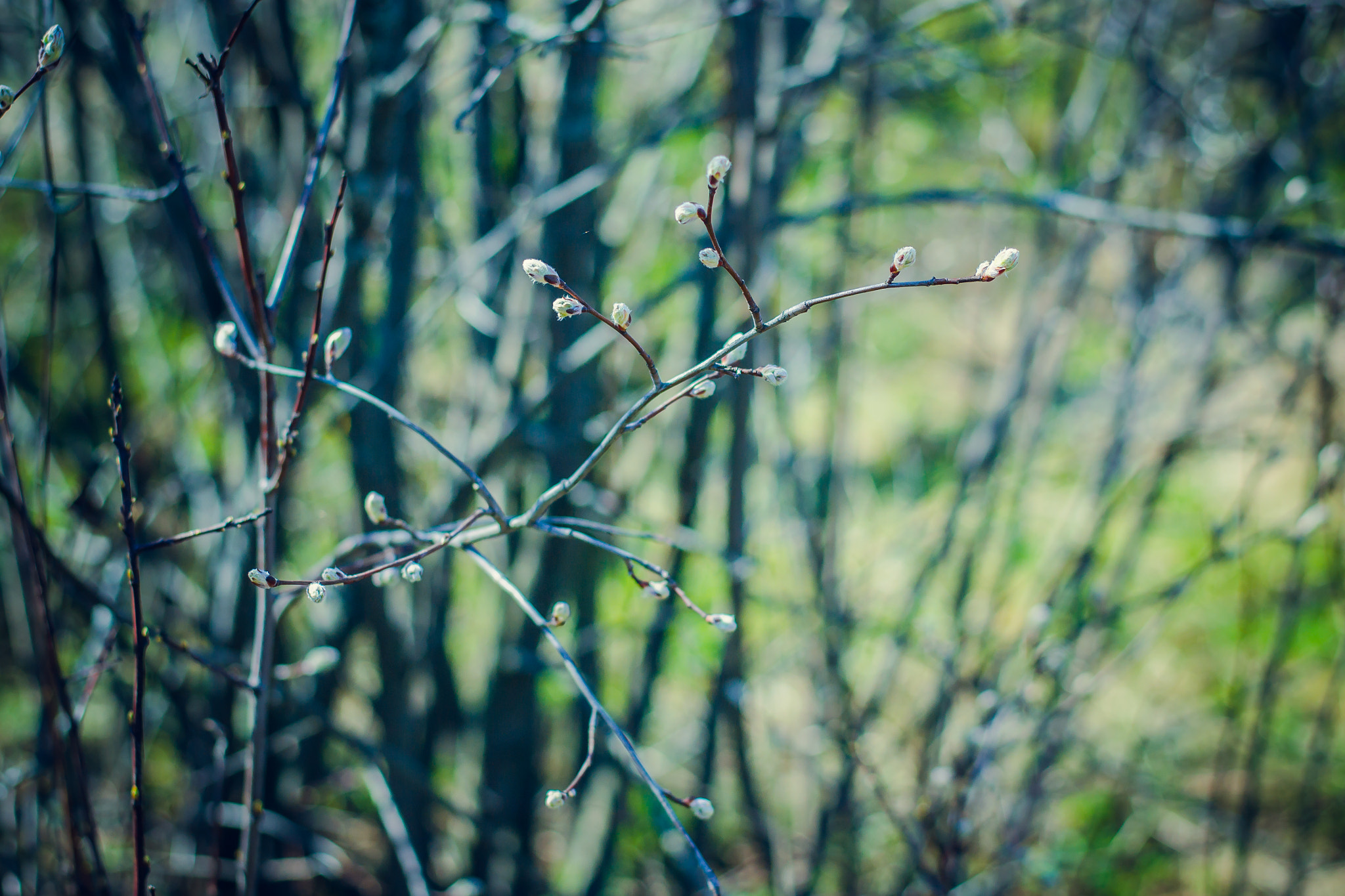 Nikon D3100 + Nikon AF-S Nikkor 50mm F1.8G sample photo. Fresh & green photography