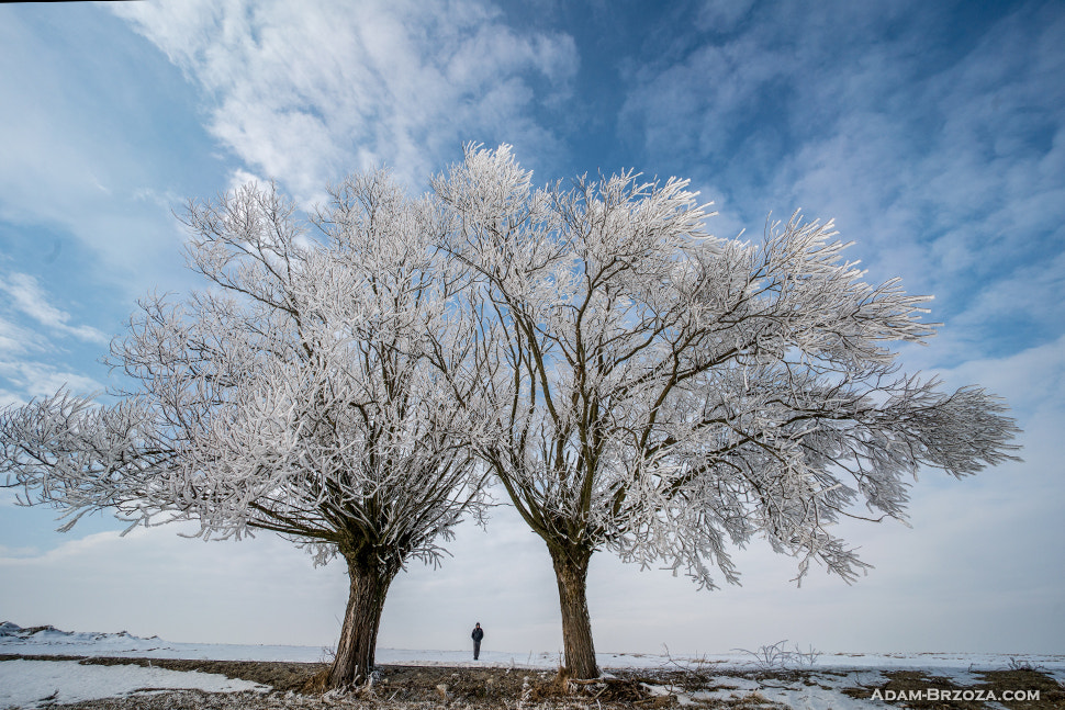 Sony a6300 sample photo. Tree photography