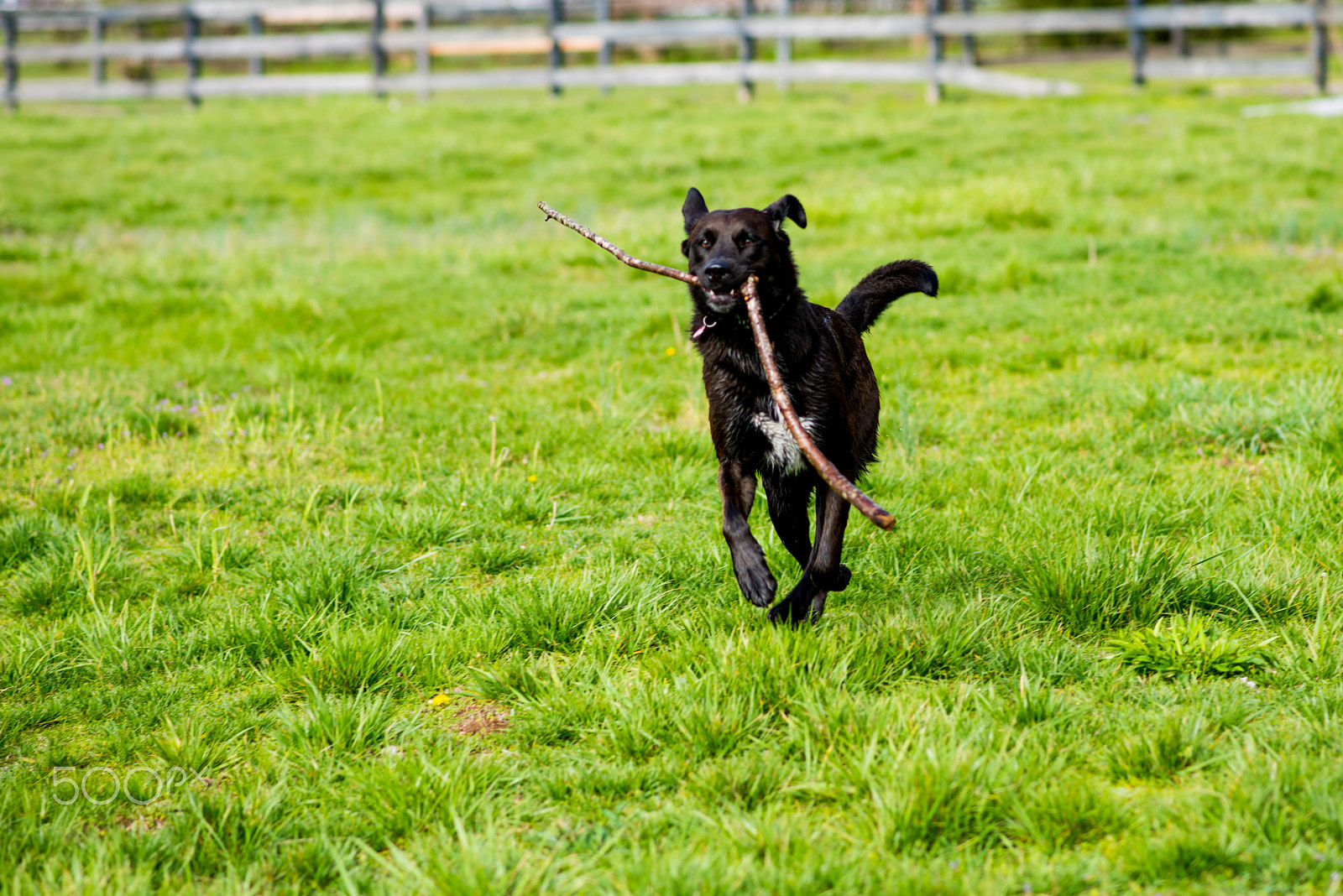 Nikon D810 + Nikon AF-S Nikkor 85mm F1.8G sample photo. Fetch photography