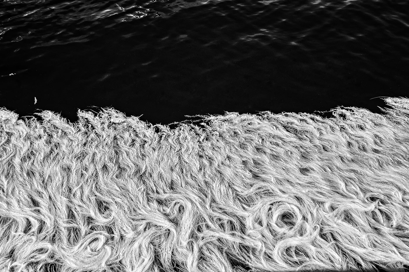 Nikon D70s sample photo. Algae in venice ( venezia ir ) photography