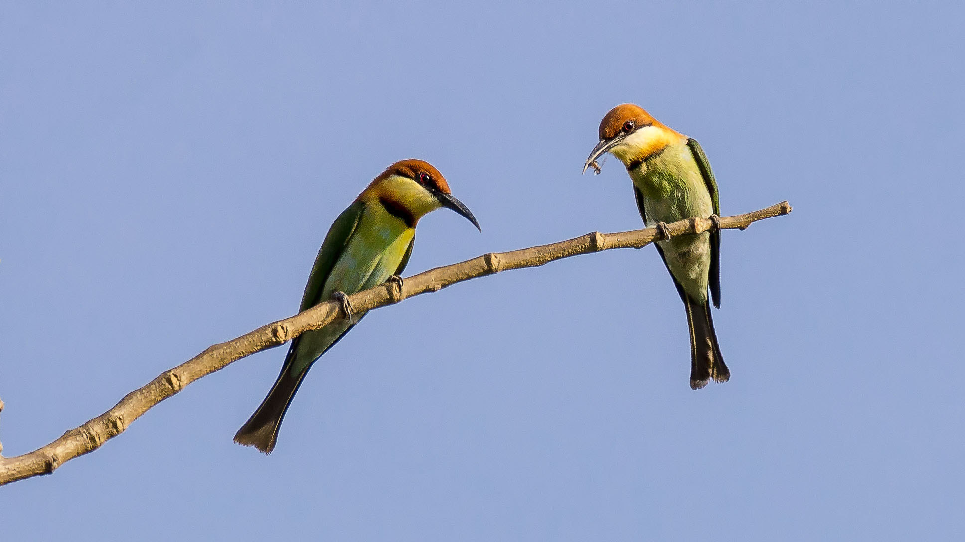 Sony 70-300mm F4.5-5.6 G SSM sample photo. Chestnut-headed bee eater photography