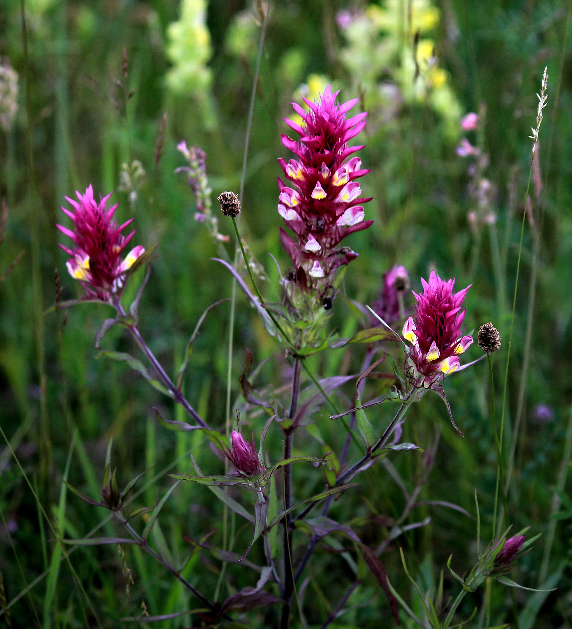 Canon EF-S 55-250mm F4-5.6 IS II sample photo. Purple trident photography