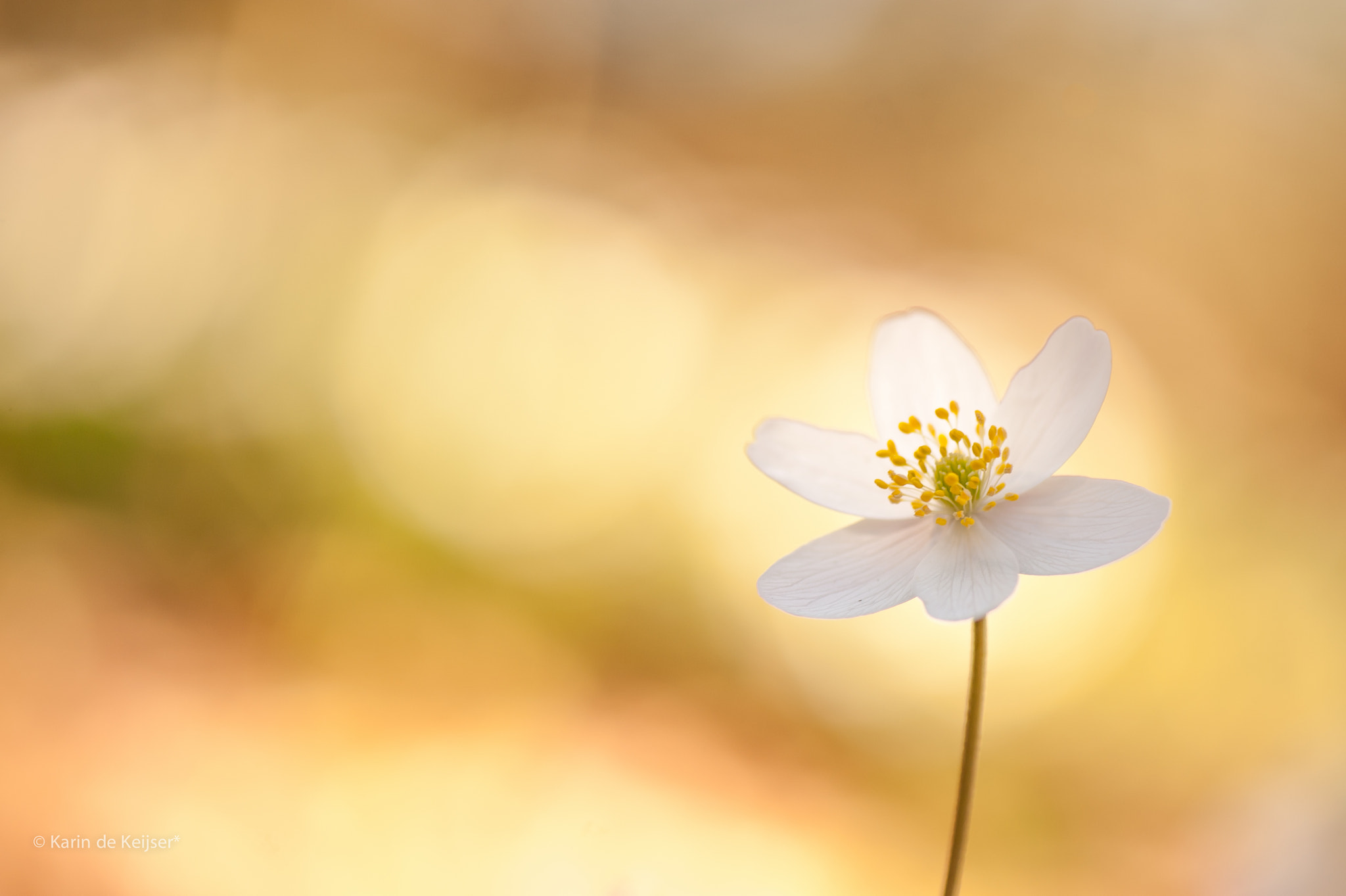 Nikon AF-S Micro-Nikkor 105mm F2.8G IF-ED VR sample photo. Golden flower... photography