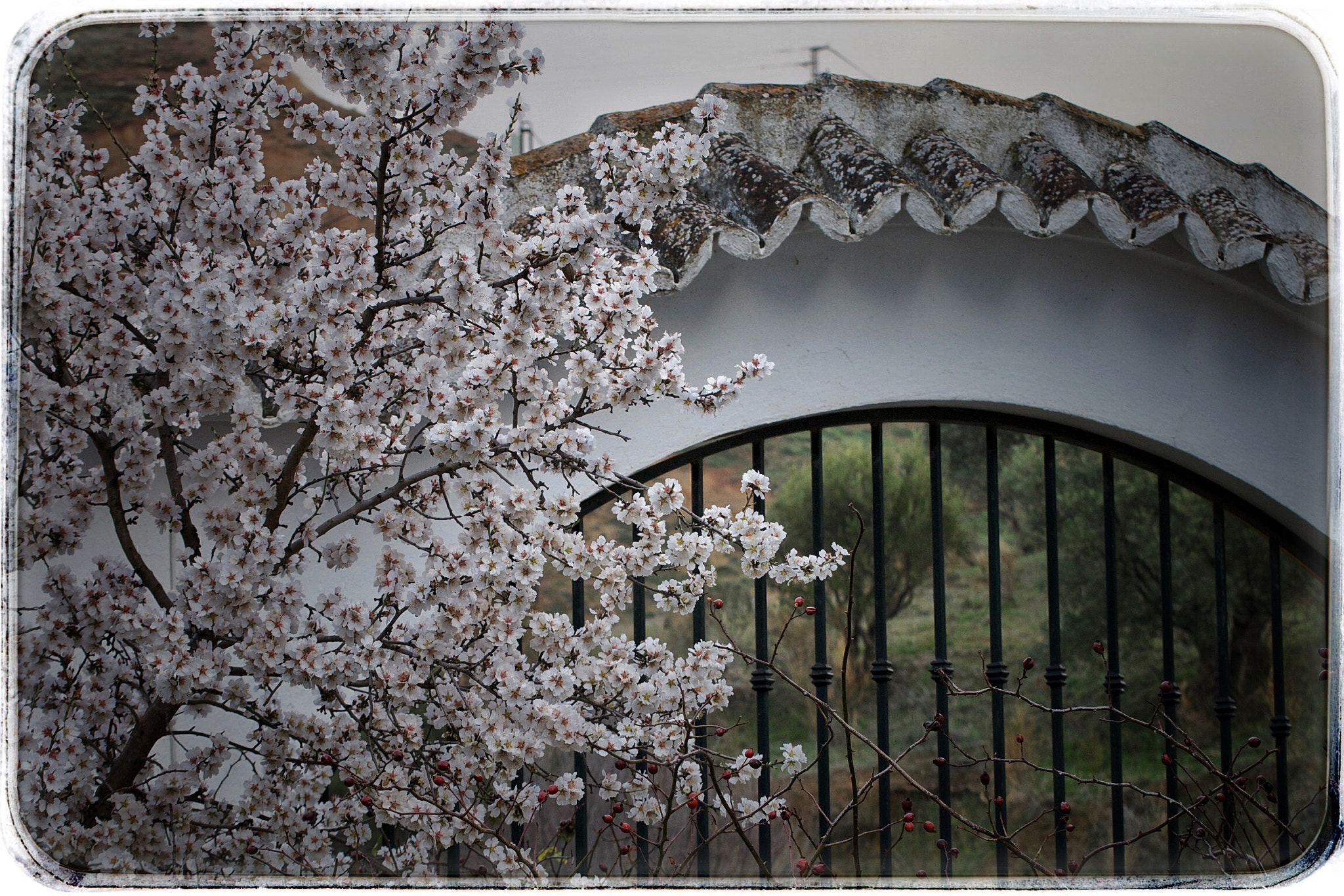 Canon EOS 70D + Tamron SP 35mm F1.8 Di VC USD sample photo. Arco y flores. photography