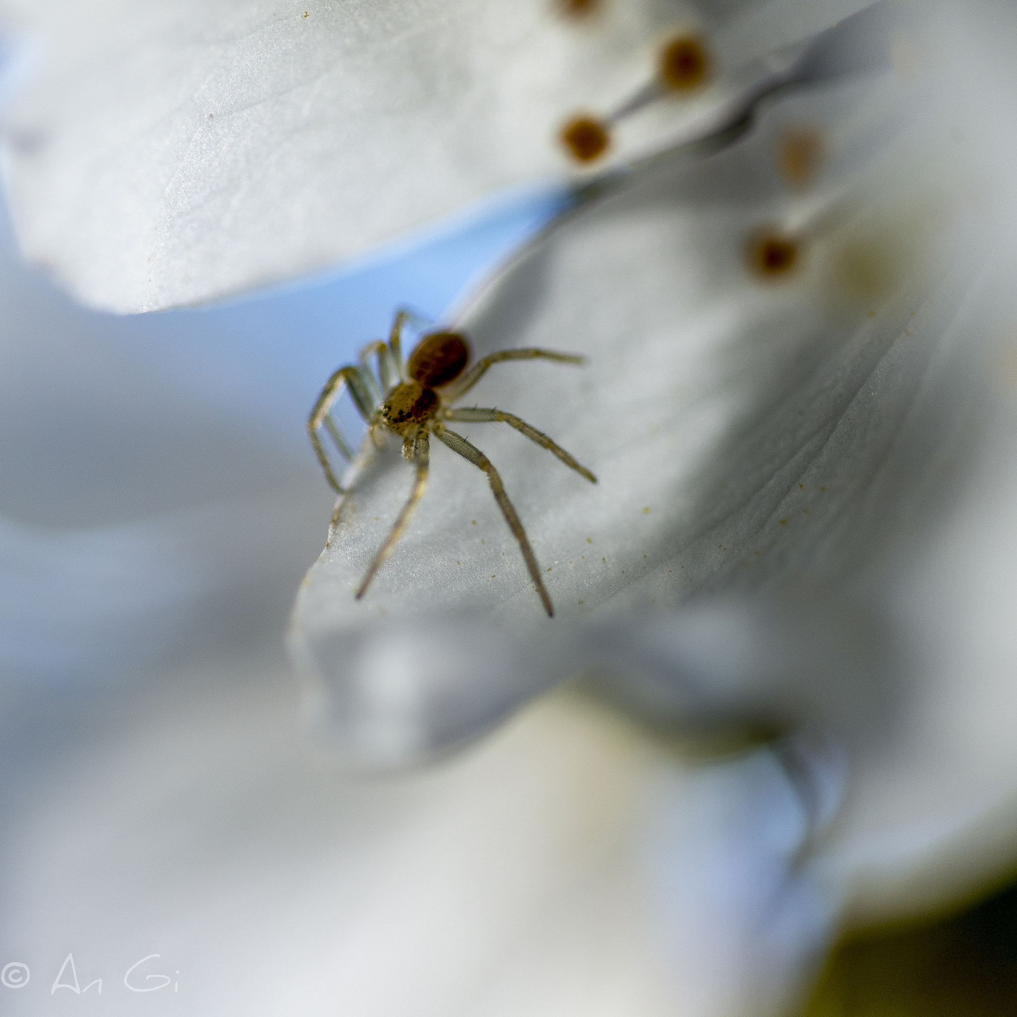 Nikon D600 + Nikon AF Micro-Nikkor 60mm F2.8D sample photo. Fleurs cerisiers photography