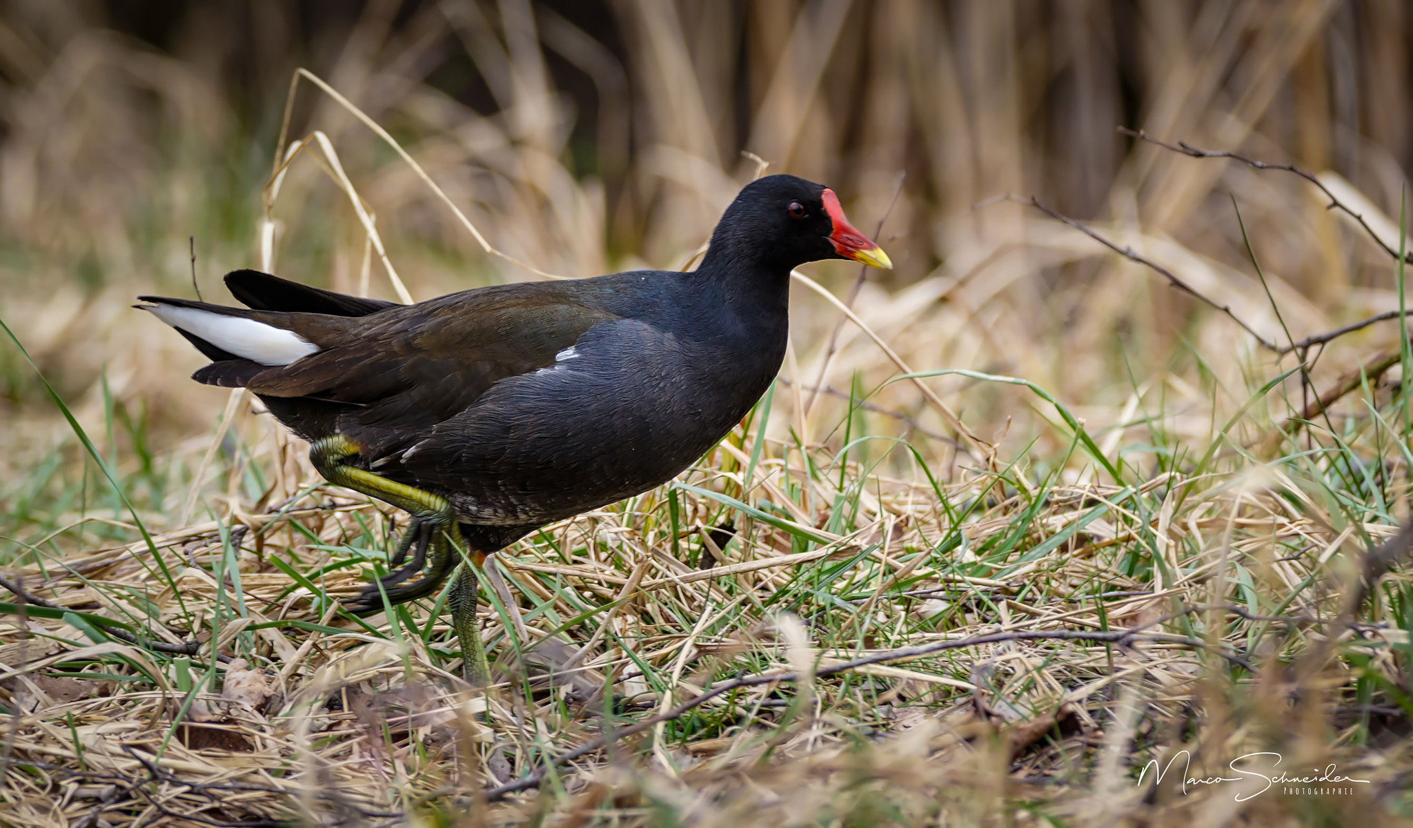 150-600mm F5-6.3 DG OS HSM | Contemporary 015 sample photo. Teichhuhn photography