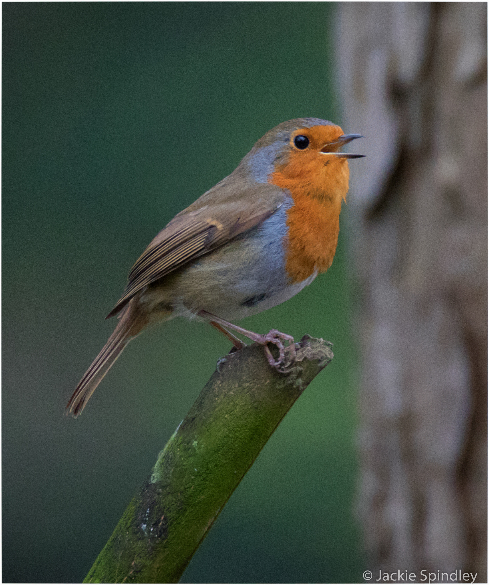 Tamron SP 150-600mm F5-6.3 Di VC USD sample photo. Sing to me photography