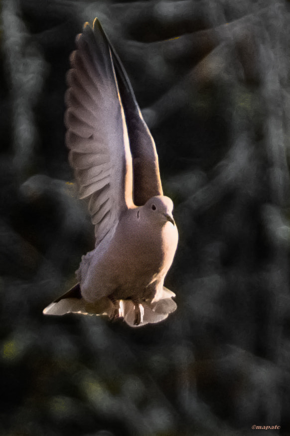 Nikon D7200 sample photo. Mit Übersicht... photography