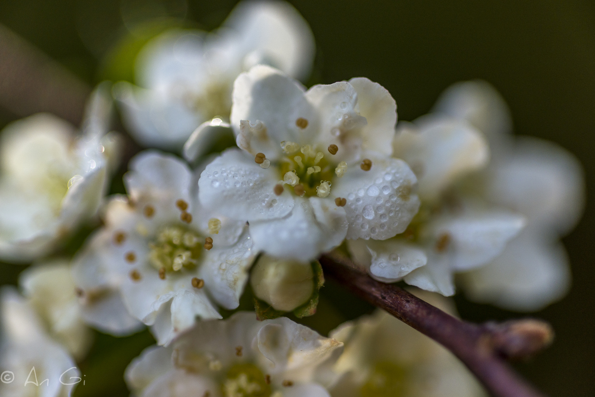 Nikon D600 sample photo. Fleurs cerisiers photography